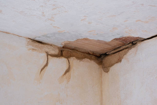 Best Professional water damage repair  in Longview Heights, WA